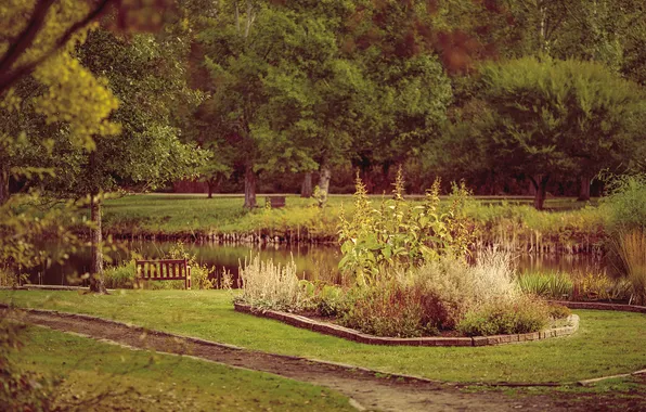 Summer, grass, plant, garden greens