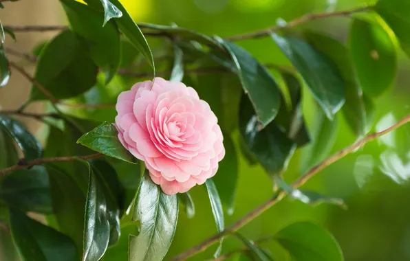 Picture leaves, branches, tenderness, flowering, Camellia, pink flower
