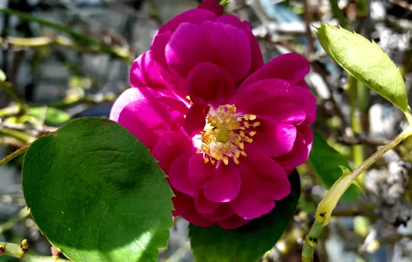 Picture Rose, Flower, Purple rose