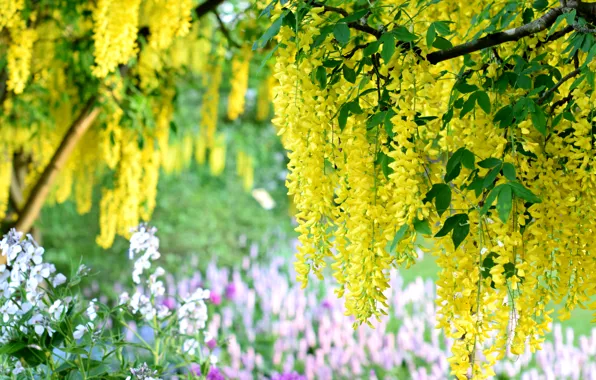 Yellow, bunches, Wisteria, Wisteria