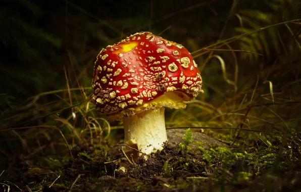 Grass, nature, the dark background, mushroom, mushroom, bokeh
