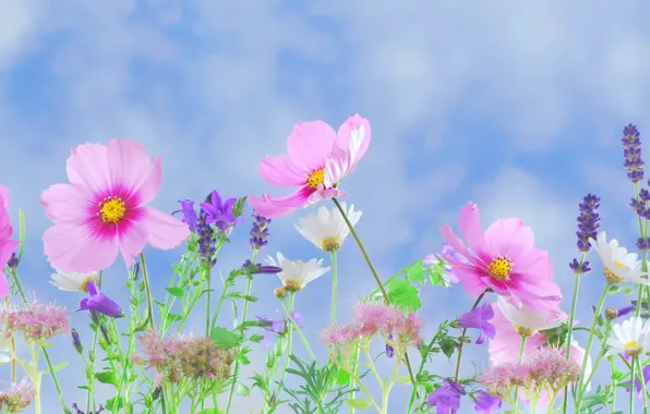 Picture petals, garden, meadow, kosmeya