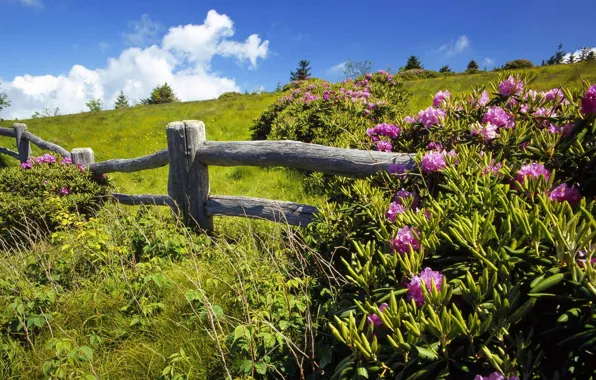 Picture summer, the sky, glade, green, flowers., fence