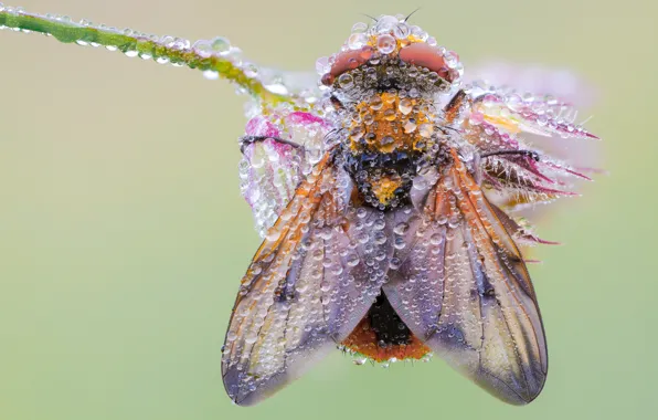 Flower, drops, macro, Rosa, fly, background, stem, insect