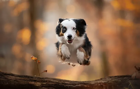 Jump, dog, log, bokeh, Miniature Australian shepherd, Mini Aussie