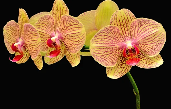 Flowers, petals, orchids, black background