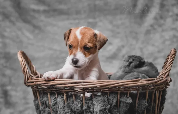 Picture basket, dog, baby, puppy, The Parson Russell Terrier
