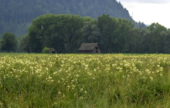 Field, forest, grass, mountains, meadow, house