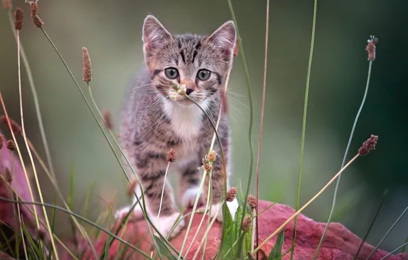 On the stone, looking at the camera, tabby kitten