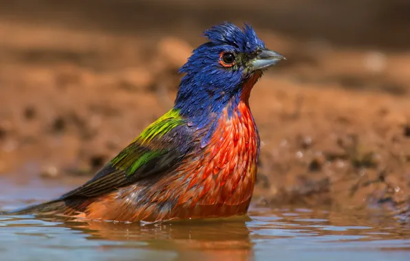 Picture water, birds, bathed, painted sancopy cardinal