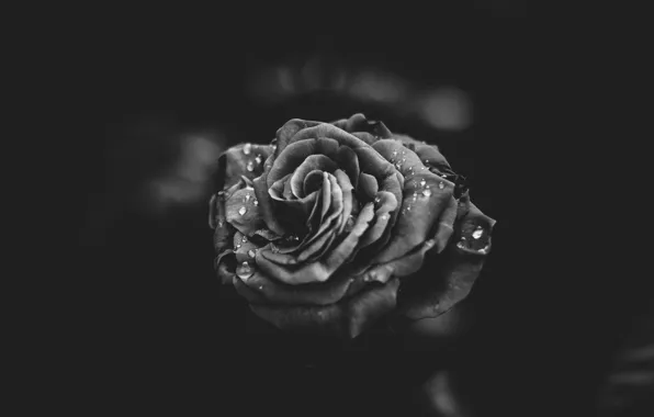 Picture flower, drops, rose, petals, black and white