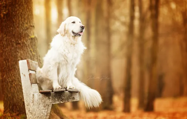 Autumn, bench, Park, dog, Retriever, Golden Retriever