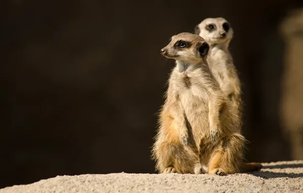 Look, light, pose, the dark background, stones, two, meerkats, pair