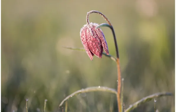 Picture macro, flowers, nature, Grouse chess