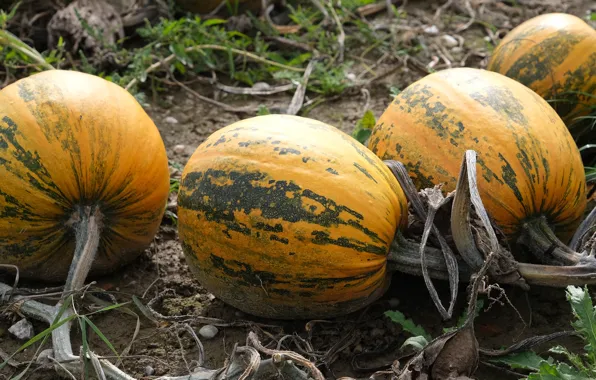 Autumn, earth, harvest, pumpkin, the garden, Bakhcha