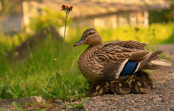 Summer, grass, birds, nature, children, comfort, duck, yard