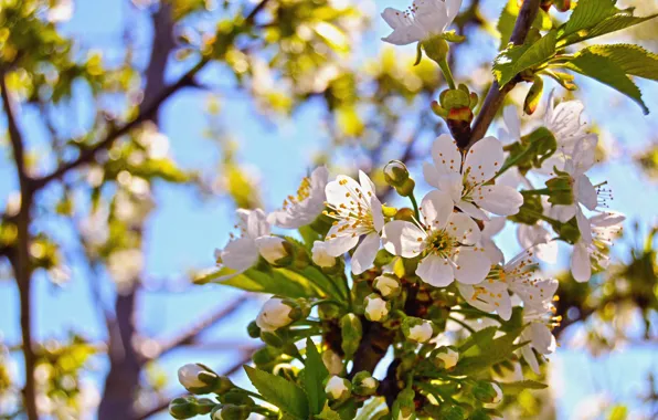 Picture flower, leaves, branch, spring, Bud, flowering, cherry