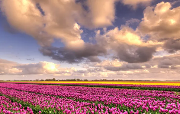 Field, the sky, clouds, flowers, beauty, positive, spring, yellow