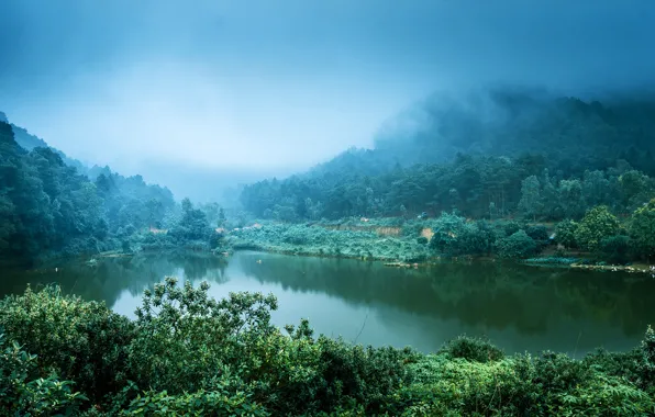 Picture greens, forest, trees, mountains, fog, tropics, river, jungle