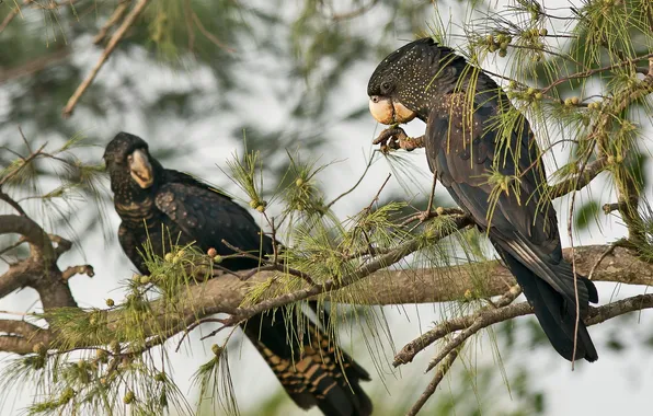 Picture birds, nature, black cockatoo