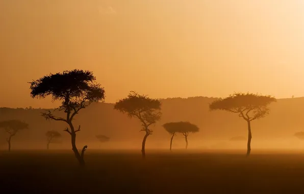 Trees, nature, fog, photo, landscapes