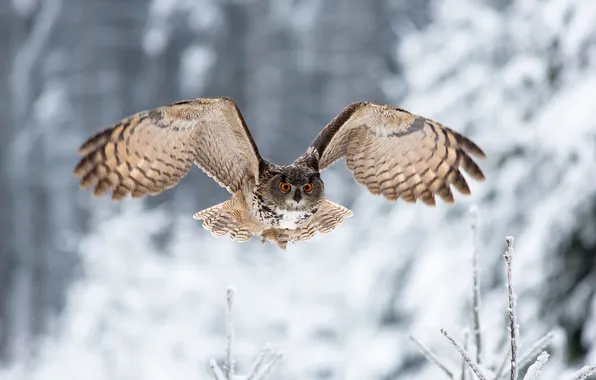 Winter, look, owl, bird, wings, flight