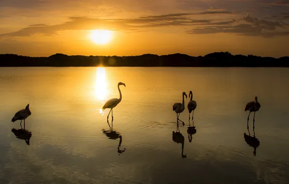 Sunset, birds, Flamingo