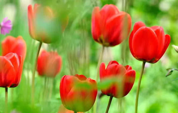 Nature, petals, meadow, tulips