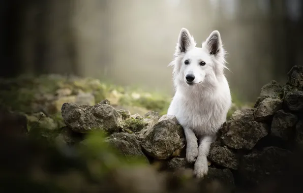 Stones, dog, bokeh, The white Swiss shepherd dog