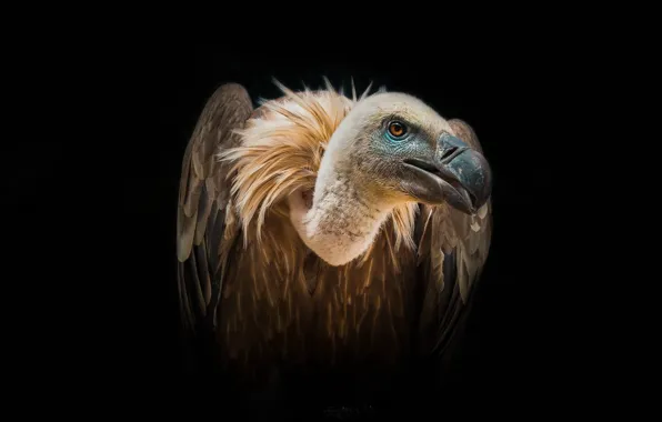 Picture Birds, Wild, Bird, Vulture, African