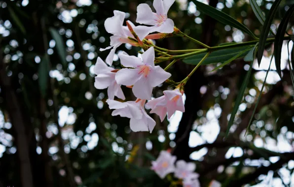 Paradise, pink, flowers, exotic, Italy, heaven on earth, flowers