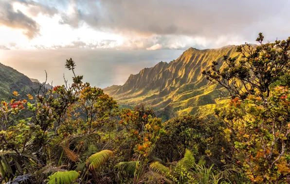 Sea, clouds, mountains, coast, Hawaii, the bushes