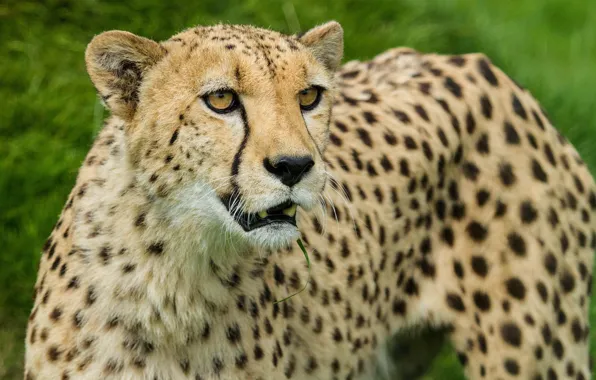 Picture cat, look, Cheetah