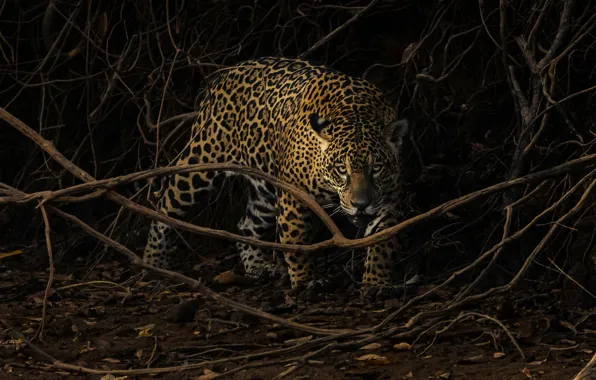 Picture look, branches, the dark background, thickets, Jaguar
