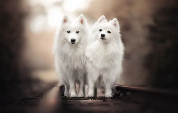 Picture rails, railroad, a couple, bokeh, two dogs, twins, The Japanese Spitz
