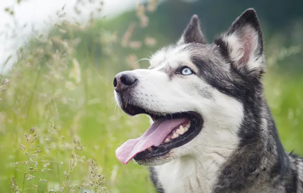 Picture language, grass, face, dog, husky