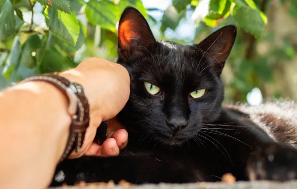 Cat, eyes, cat, look, face, leaves, pose, black