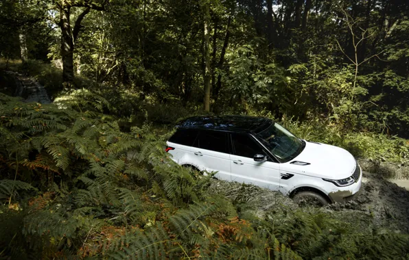 Road, forest, vegetation, dirt, Land Rover, black and white, Range Rover Sport P400e Plug-in Hybrid