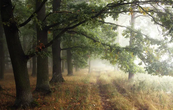 Road, forest, trees, fog, Park, branch, foliage, morning