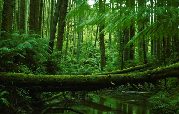 Forest, Stream, Trunks, Ferns