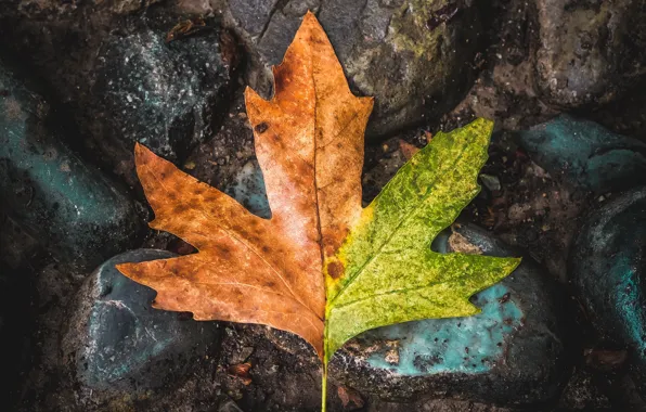 Macro, sheet, stones, leaf, maple