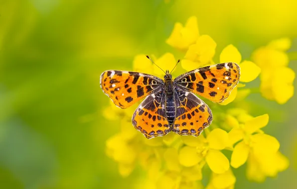 Macro, flowers, butterfly, green background