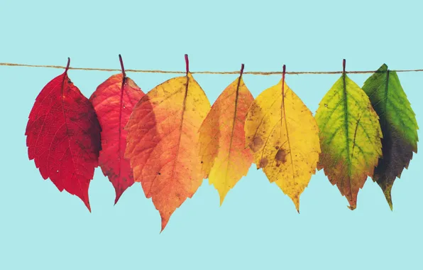 Autumn, leaves, yellow, green, red, colorful, rope, blue background