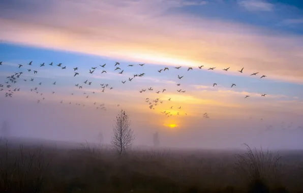 Picture autumn, the sky, sunset, birds, fog, Rosa, tree, duck