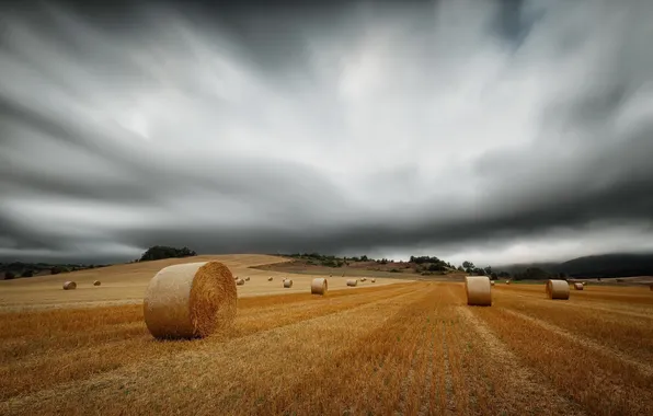 Field, summer, hay