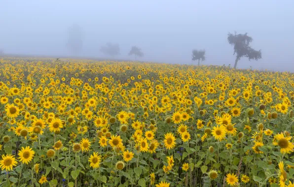 Picture field, summer, trees, sunflowers, flowers, yellow, fog, morning