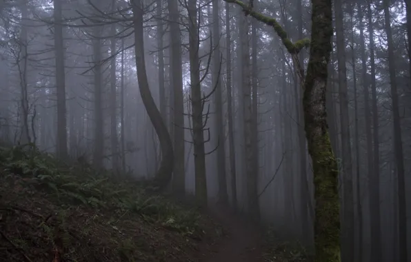 Forest, trees, nature, fog, Oregon, USA, USA, path