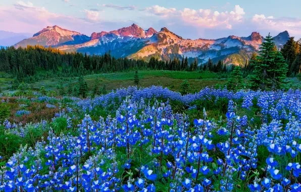 Flowers, mountains, meadow, USA, Washington