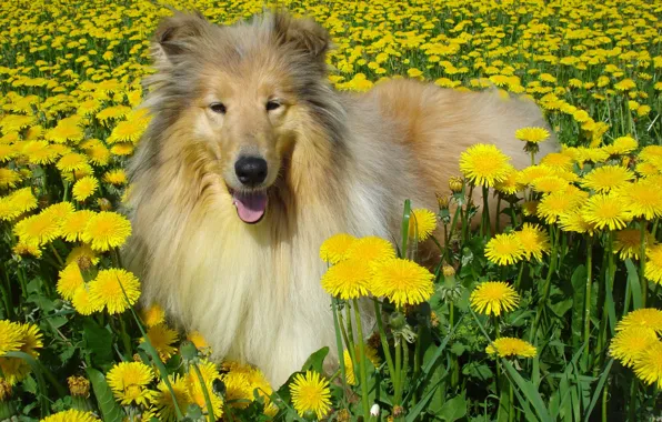 Picture dog, dandelions, collie