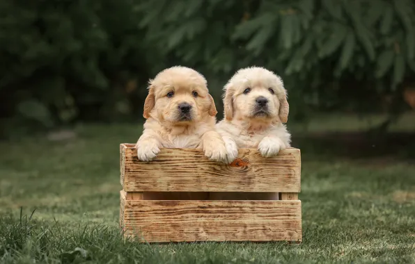 Picture dogs, puppies, box, a couple, twins, Golden Retriever, Golden Retriever, Victoria Dubrovskaya